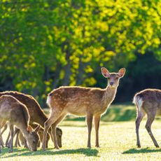 Group of deer in yard