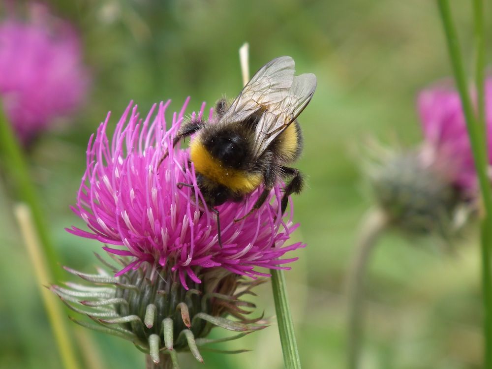 Bee foraging for nectar