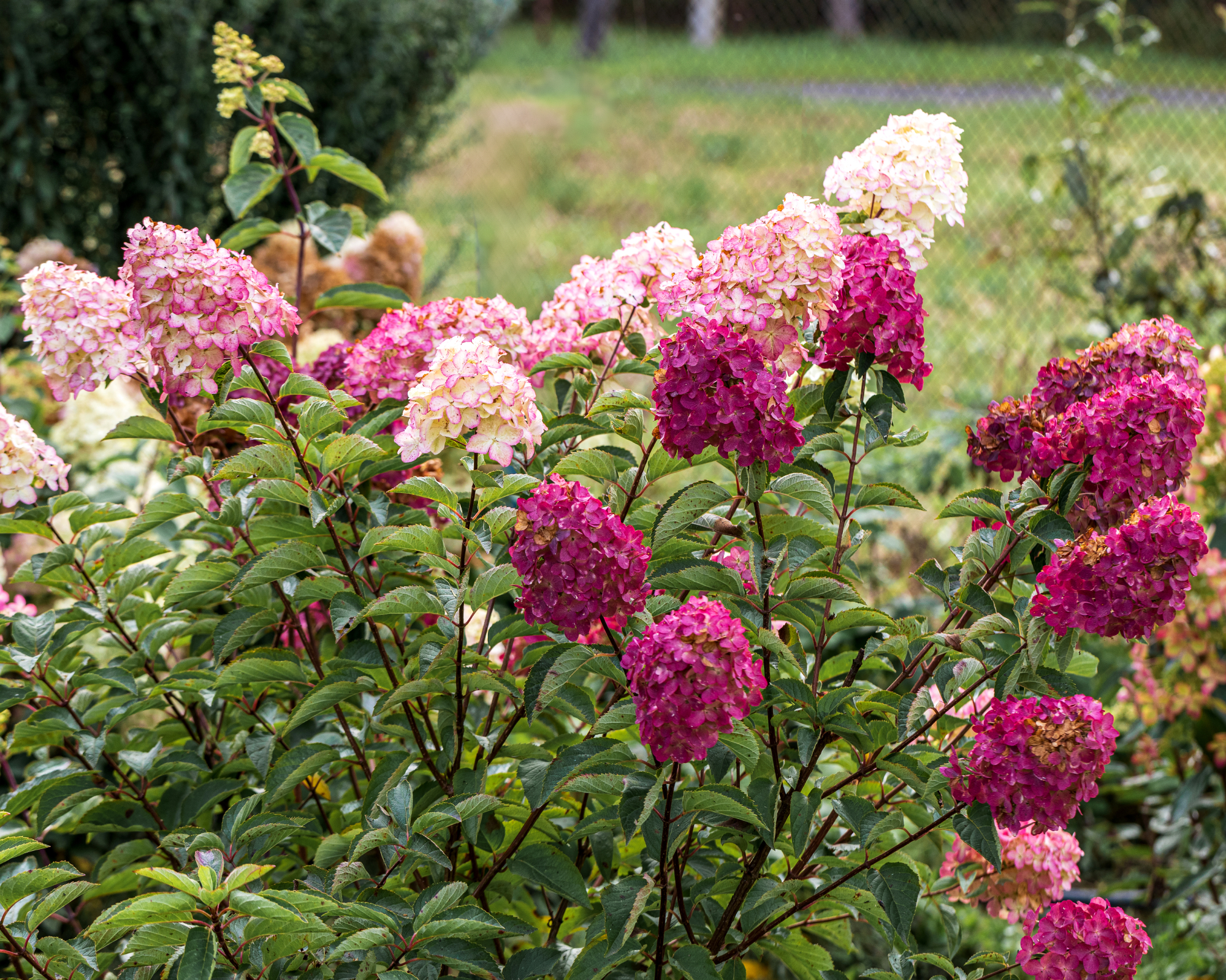 Pink and white flowering panicle hydrangea