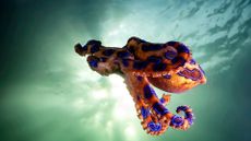 A blue ringed octopus hovers in the ocean.