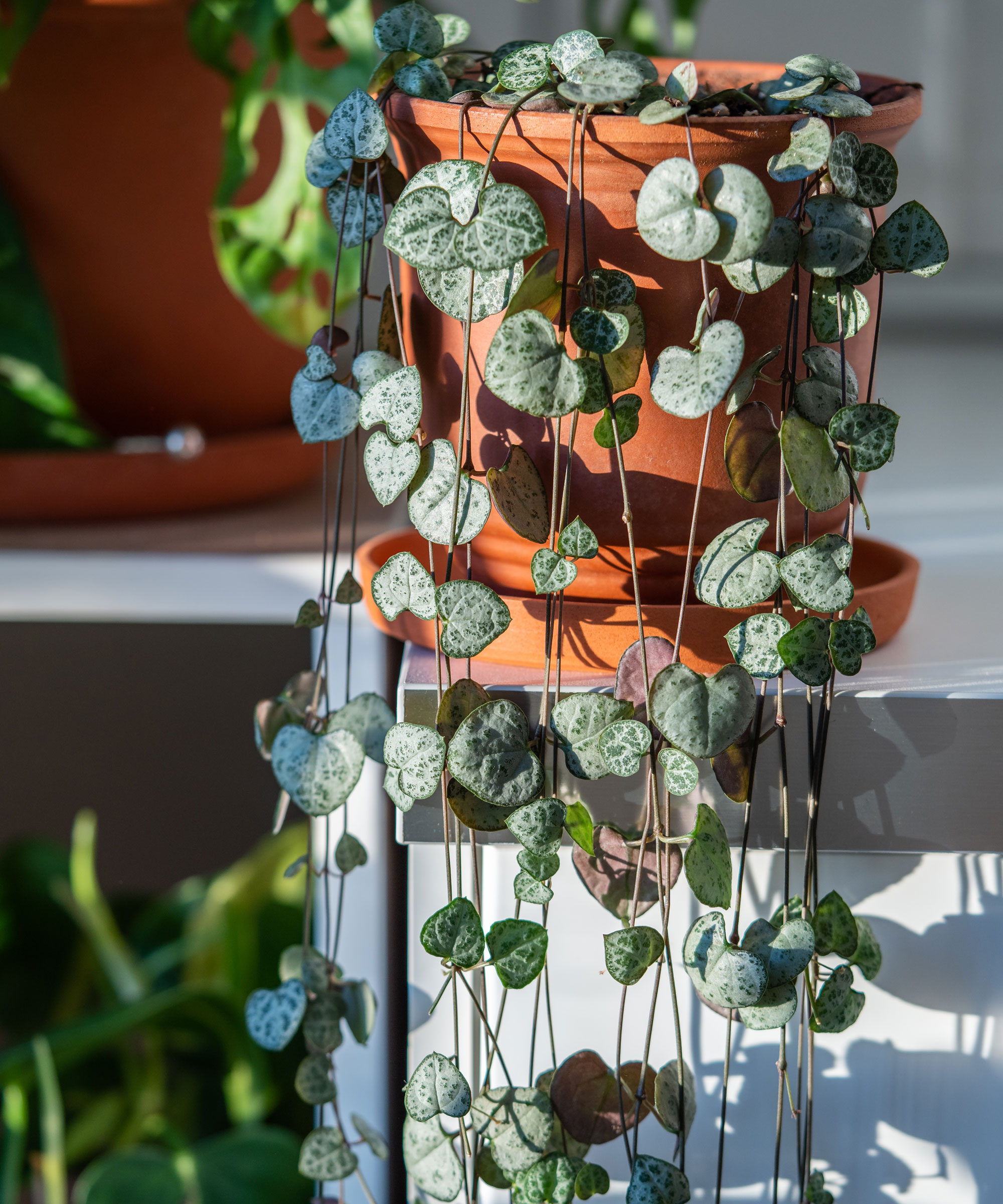 String of Hearts (Ceropegia woodii) indoor plant trailing from shelf with other plants behind