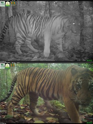 A tiger caught on a camera trap in Indonesia