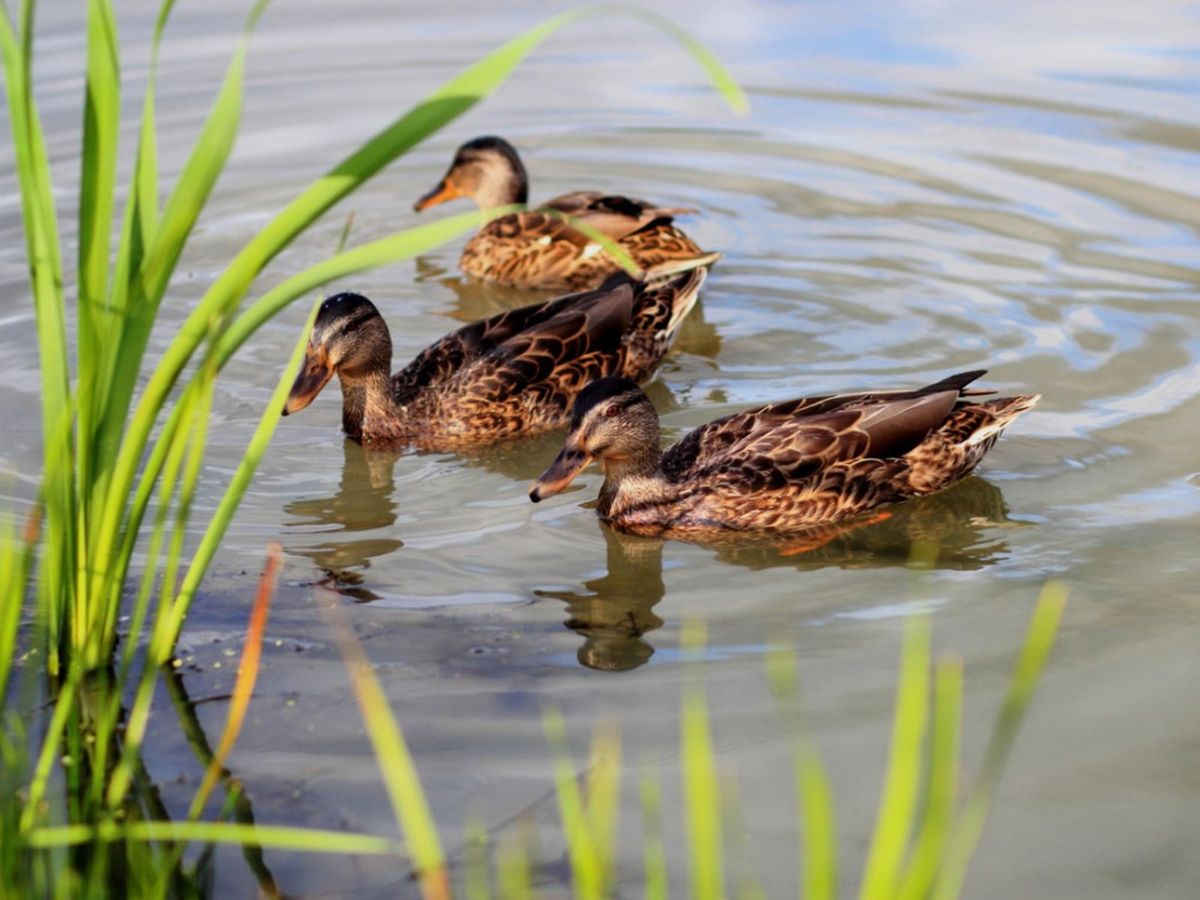 Wild Ducks In Garden Ponds - Tips For Attracting Ducks To Your Property |  Gardening Know How