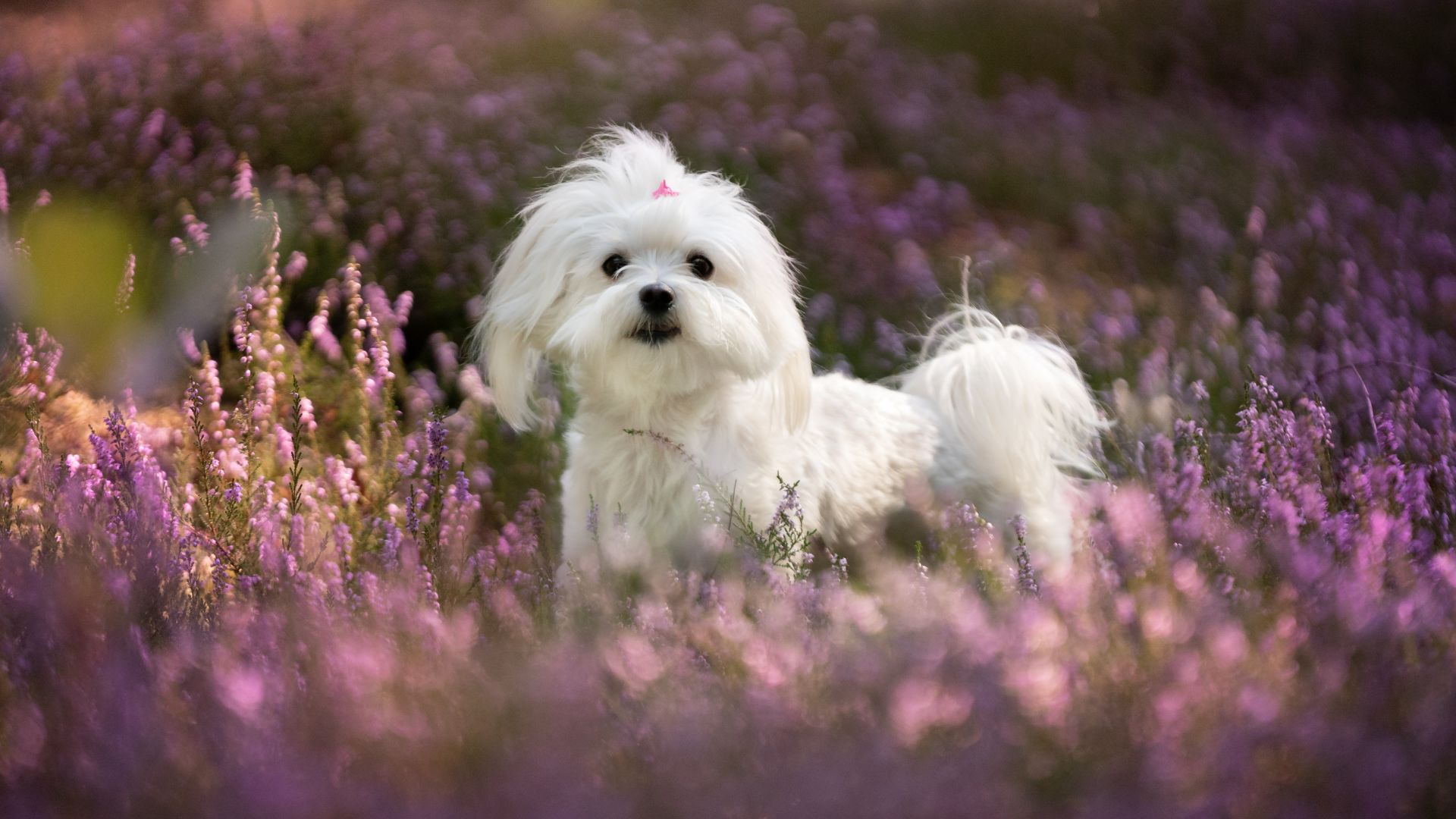 Maltese dog standing in flowers