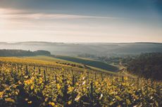 Côte des Bar Champagne