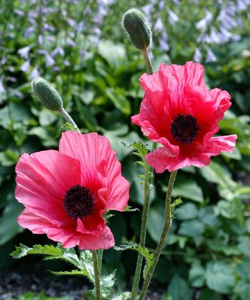 How to grow poppies: top tips on growing and caring for these stunning ...