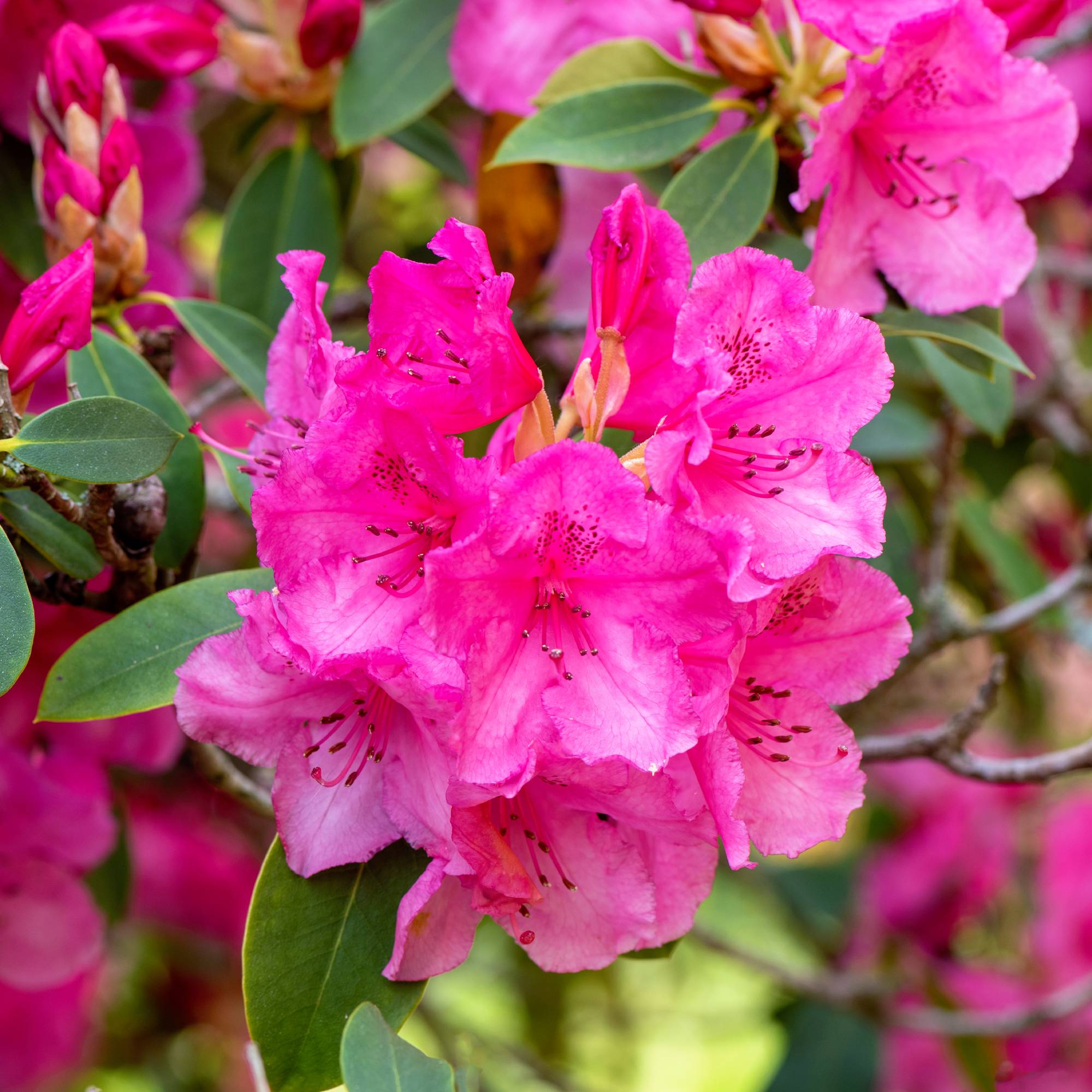 Growing azalea in garden