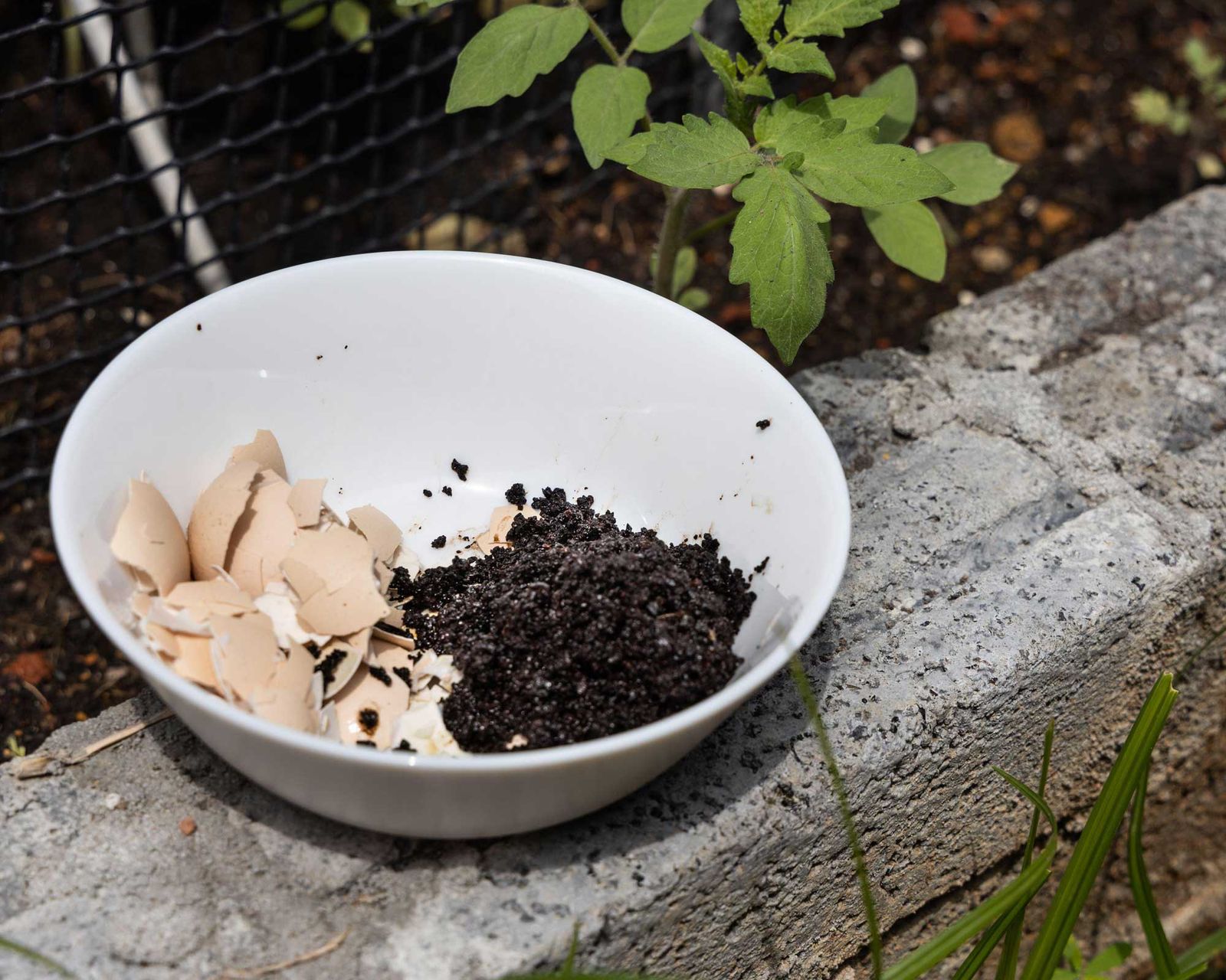 Do coffee grounds keep bugs away?