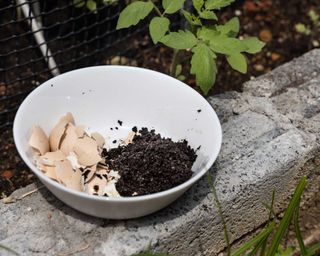 coffee grounds and egg shell in a bowl in the garden