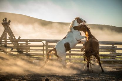 Ami Vitale captures life on a ranch.