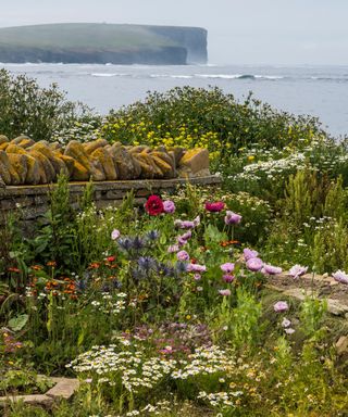 Coastal garden with bright flowers