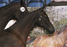 recordfoal.jpg