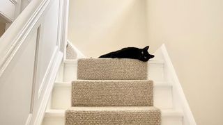 cream carpet runner with cat 