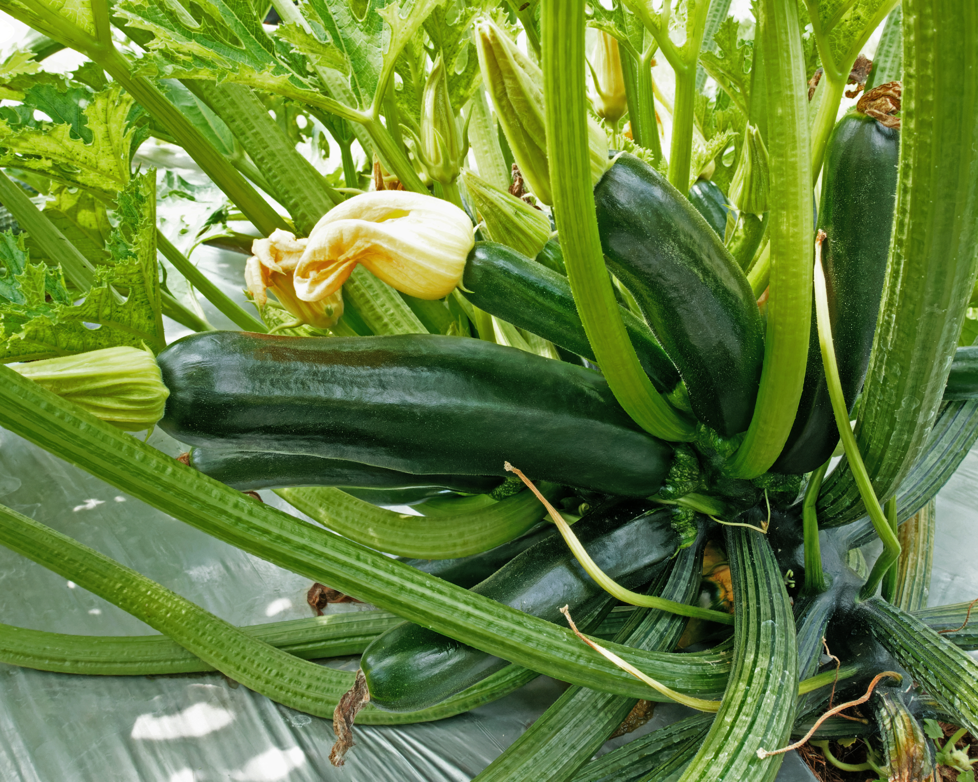 Black beauty zucchini plant or dark green squash growing