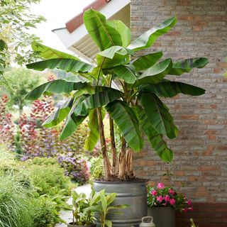 Musa Sikkimensis 'Ever Red' Banana Tree