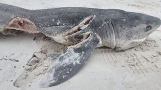 The remains of a shark that was attacked by orcas off the coast of South Africa.