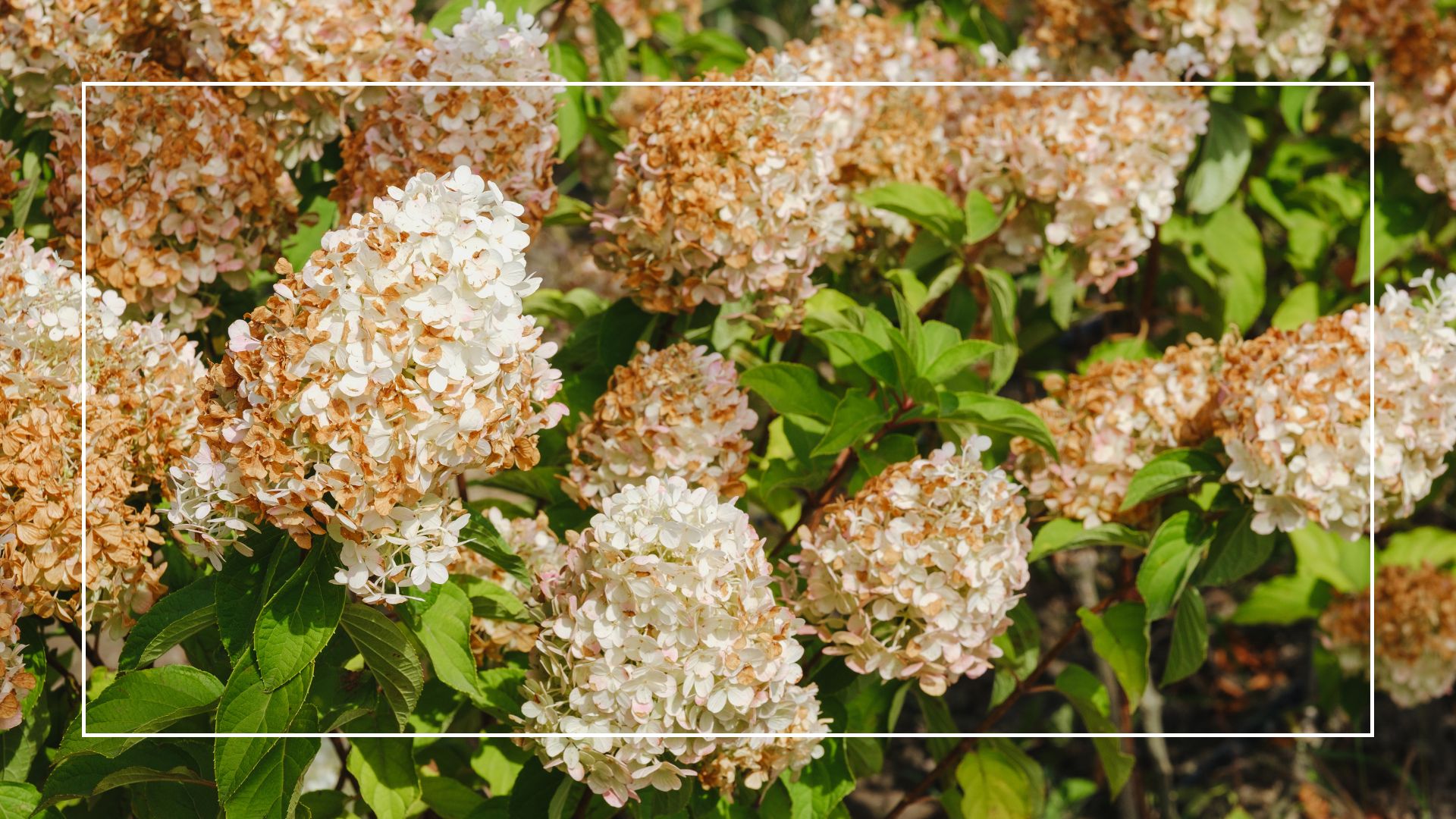 picture of hydrangeas turning brown in summer 