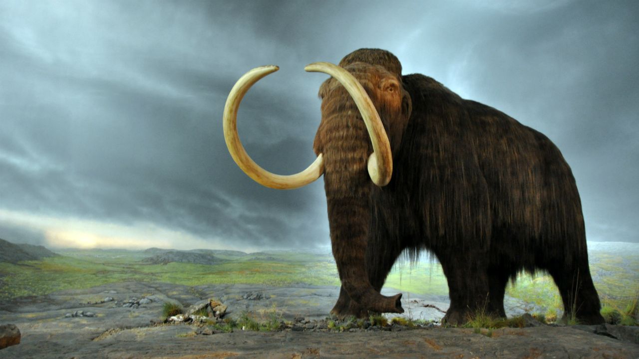 A woolly mammoth 