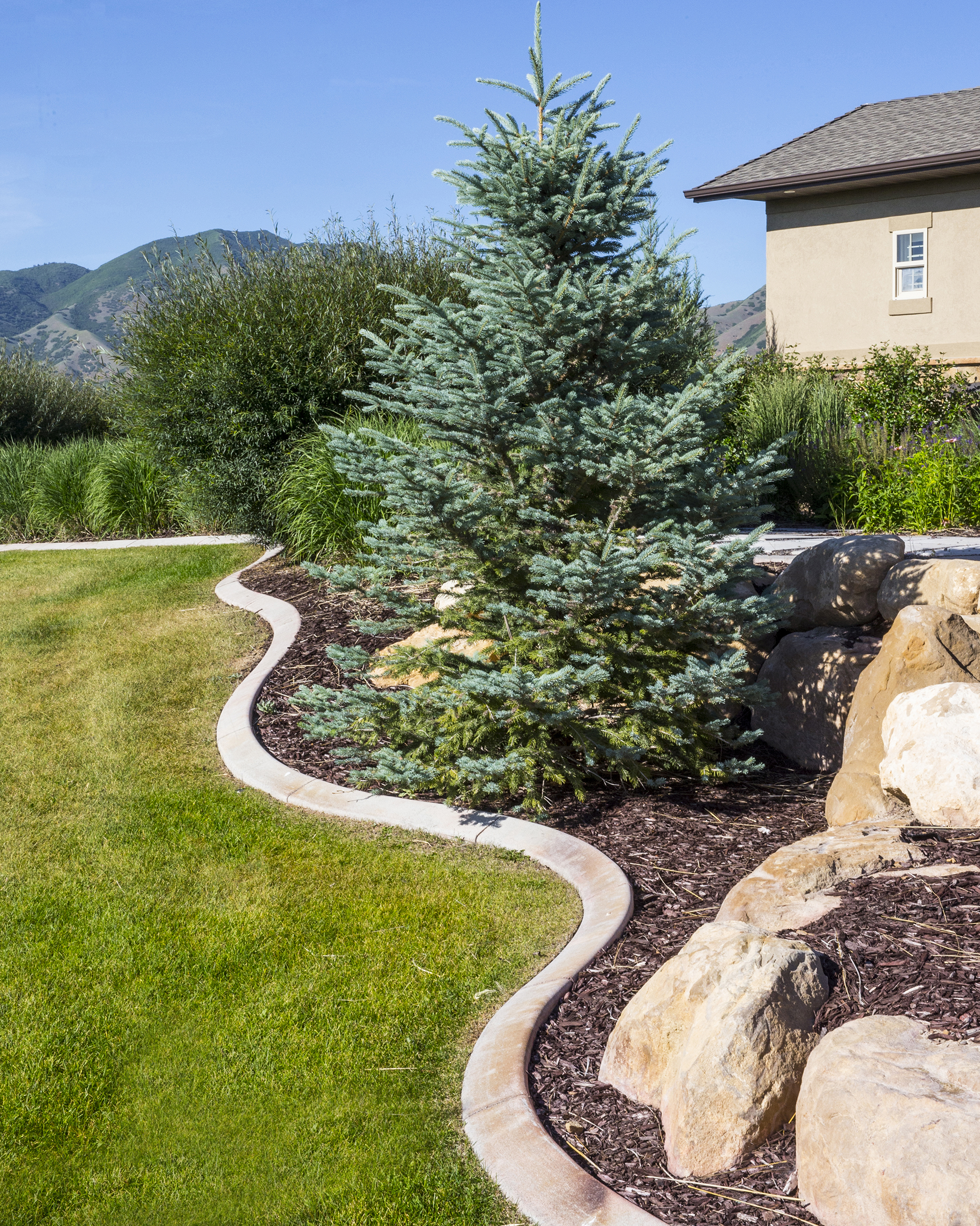 Concrete boarder edging with grass and evergreen tree