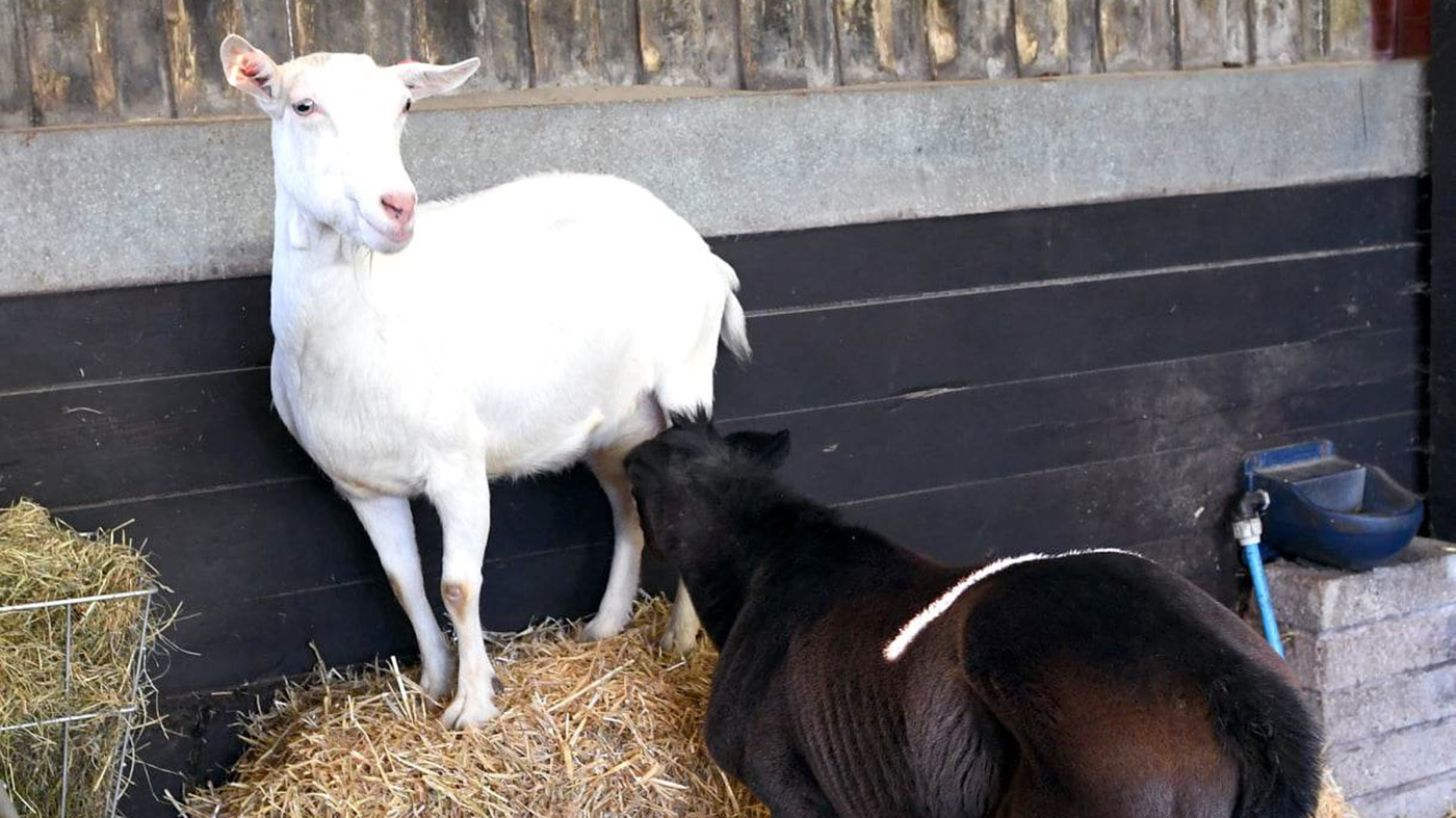 Nanny goat feeding orphaned foal