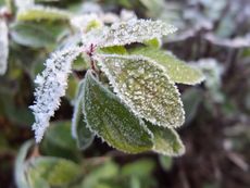 Shrub Leaves Covered In Ice Frost