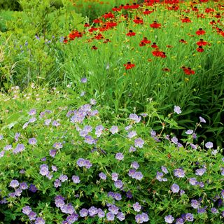 Red and purple flowering garden plants