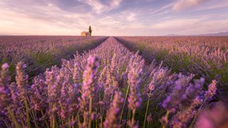 Rows of lavender in Provence's Valensole Plateau