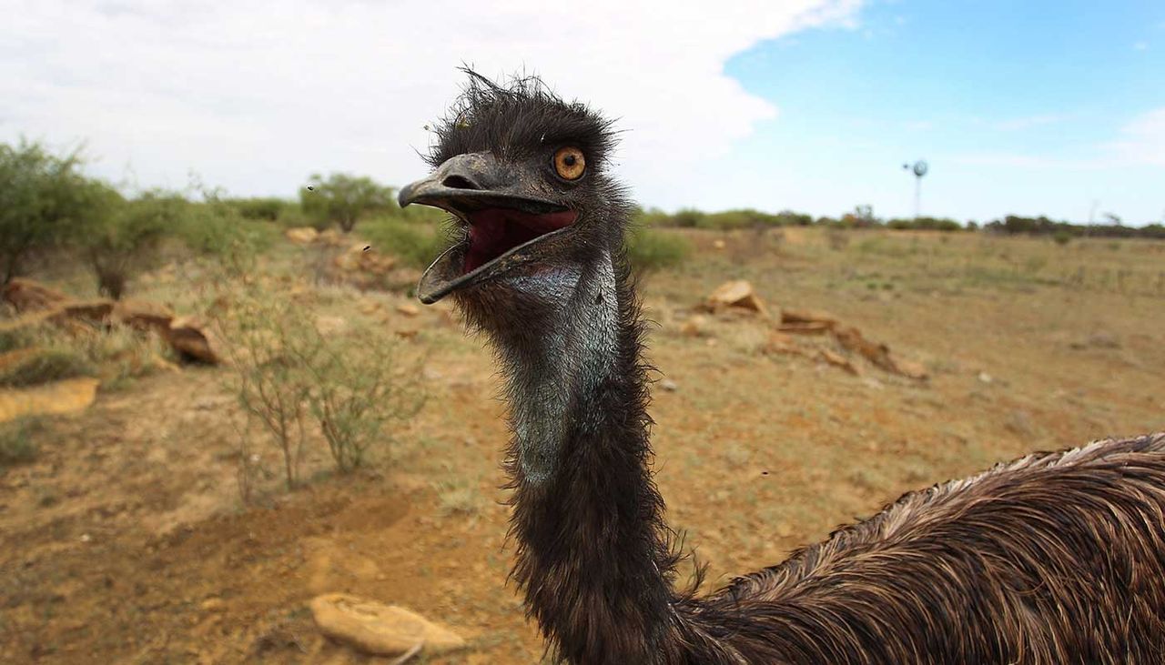 An emu