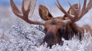 Bull moose hiding in snowy bushes