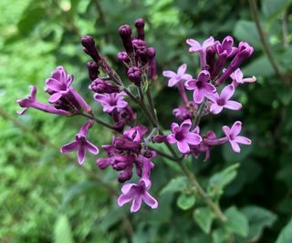 The reblooming lilac, or 'Bloomerang' flowers in the fall as well as late spring