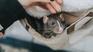 Rat in a blanket — Best small pets