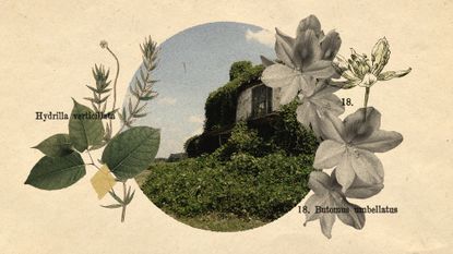 Photo collage of various invasive plant species, photos and botanical illustrations, around a dilapidated house swallowed by a huge overgrowth of kudzu