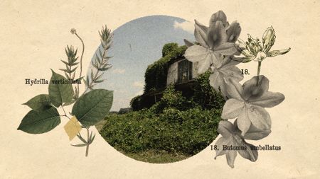 Photo collage of various invasive plant species, photos and botanical illustrations, around a dilapidated house swallowed by a huge overgrowth of kudzu