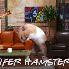 Hamster on the set of Friends