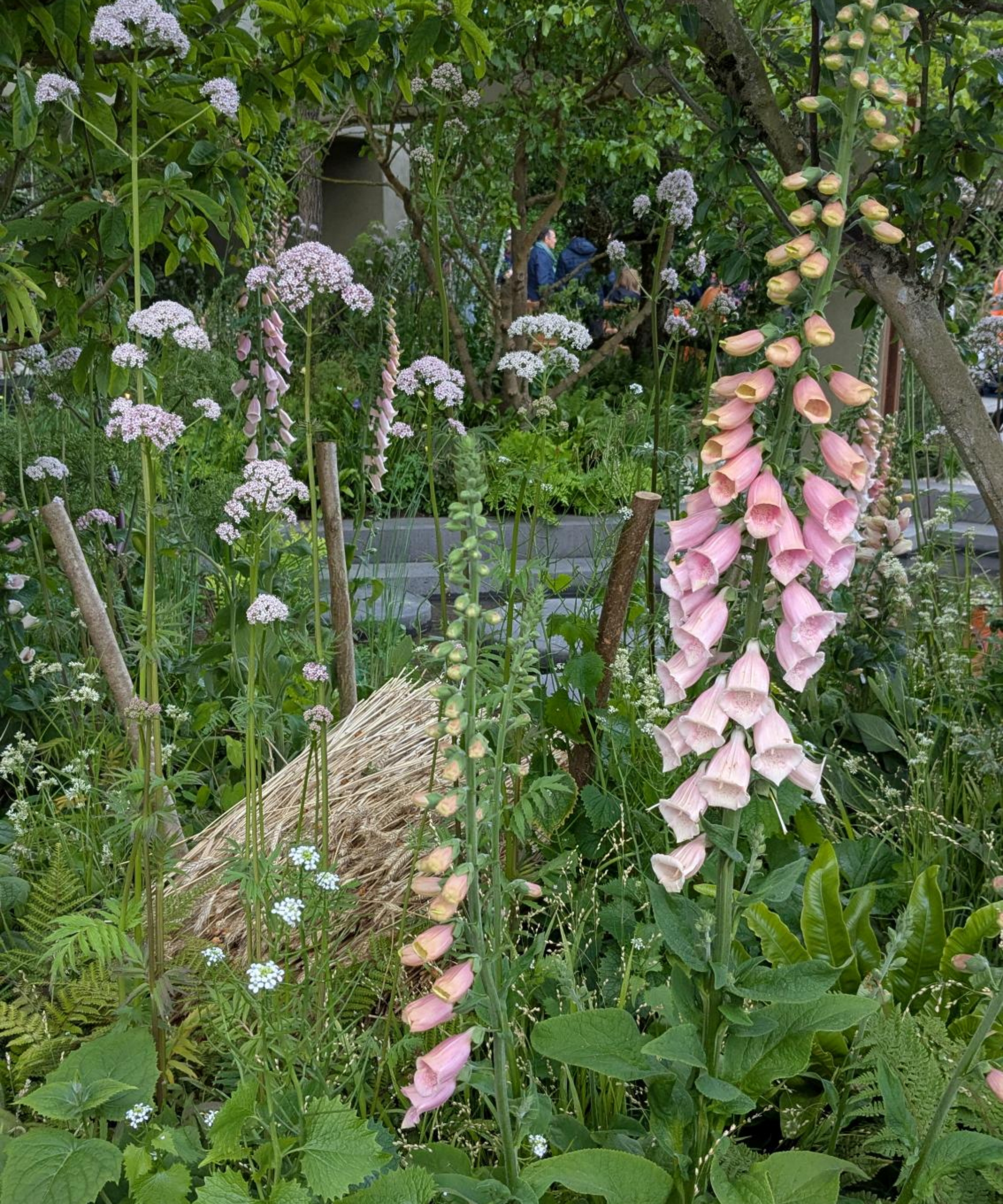 Foxgloves and verbena in a show garden at the Chelsea Flower Show