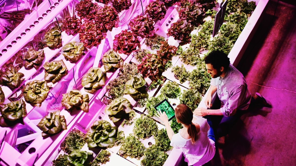 People using technology in lettuce production