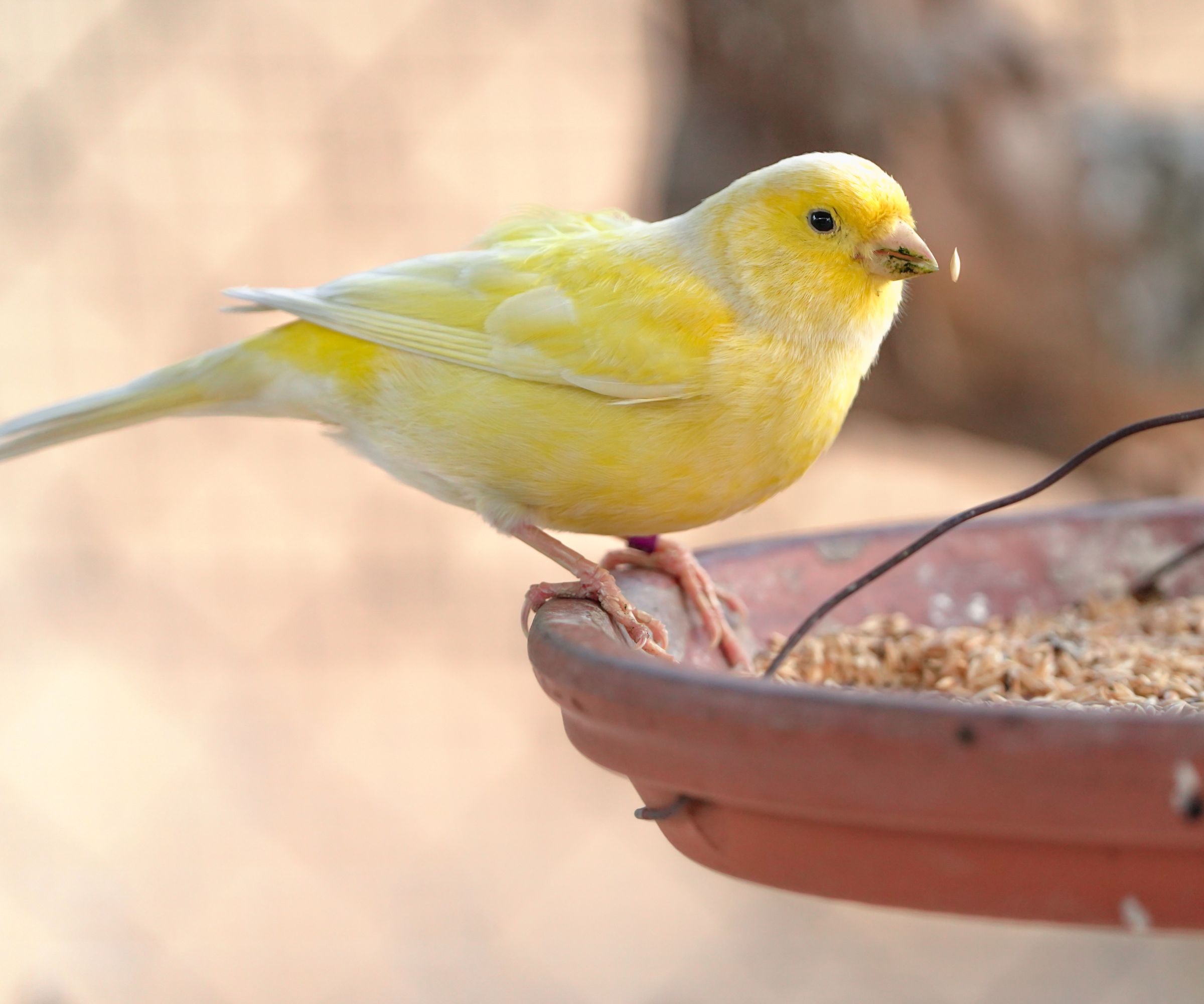 Canary bird inside cage feeding and perch on wooden sticks and wires. Serinus canaria, canaries, island canary, canary, or common canaries birds inside huge cage as captive pet in Spain.