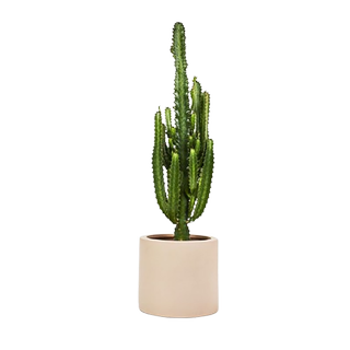 Cactus in light pink plant pot
