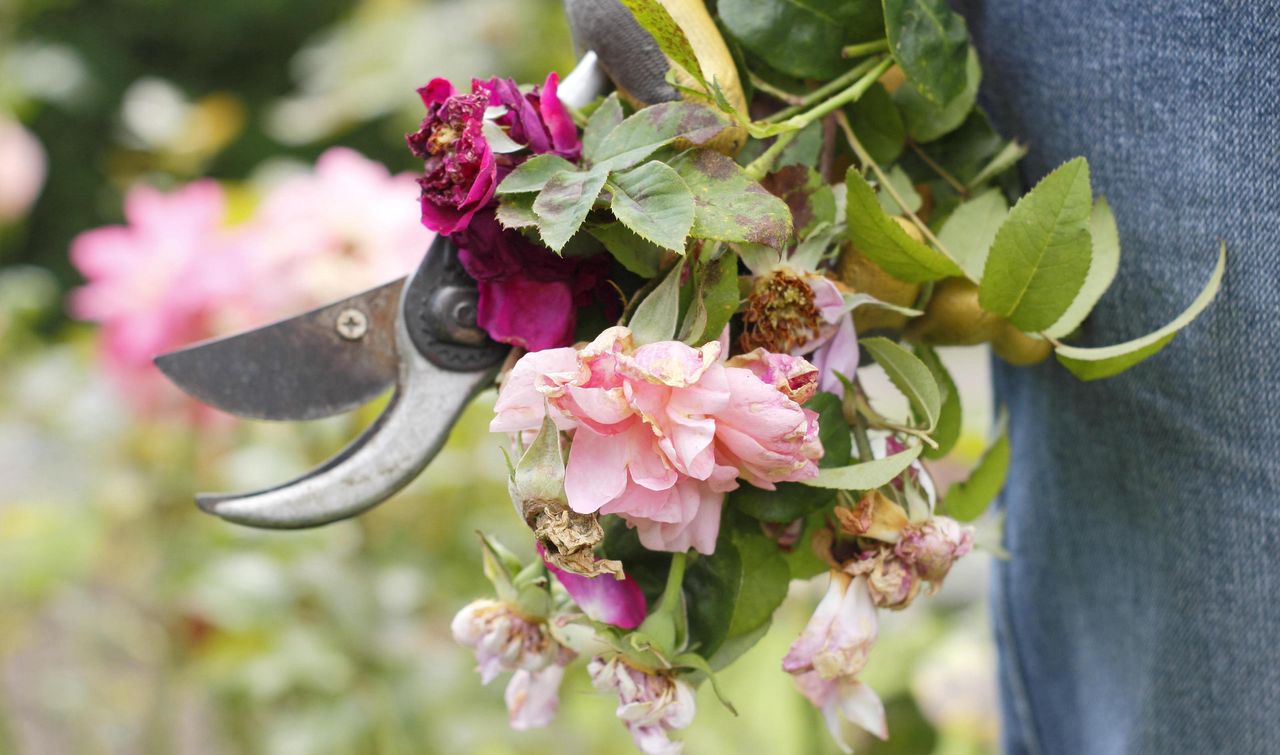 flower heads cut after deadheading