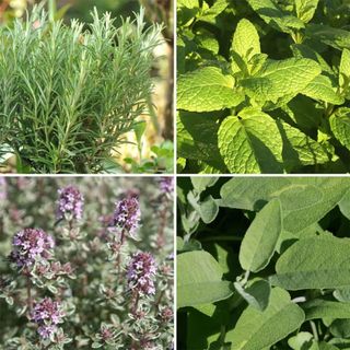 Popular herb collection