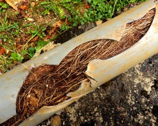 tree roots in drain pipe