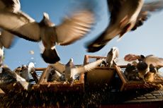 Homing pigeons are released.