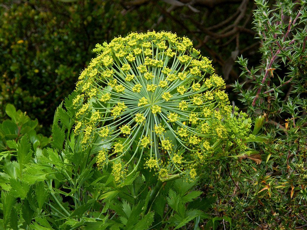 Spherical Blister Bush