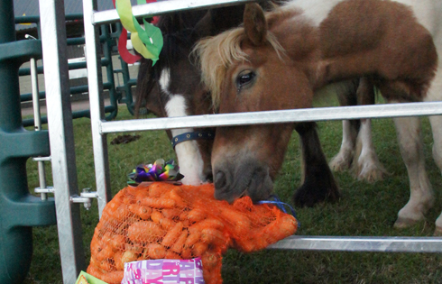 Teddy and George with carrots and presents