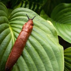 slug on leaves of hosta plant