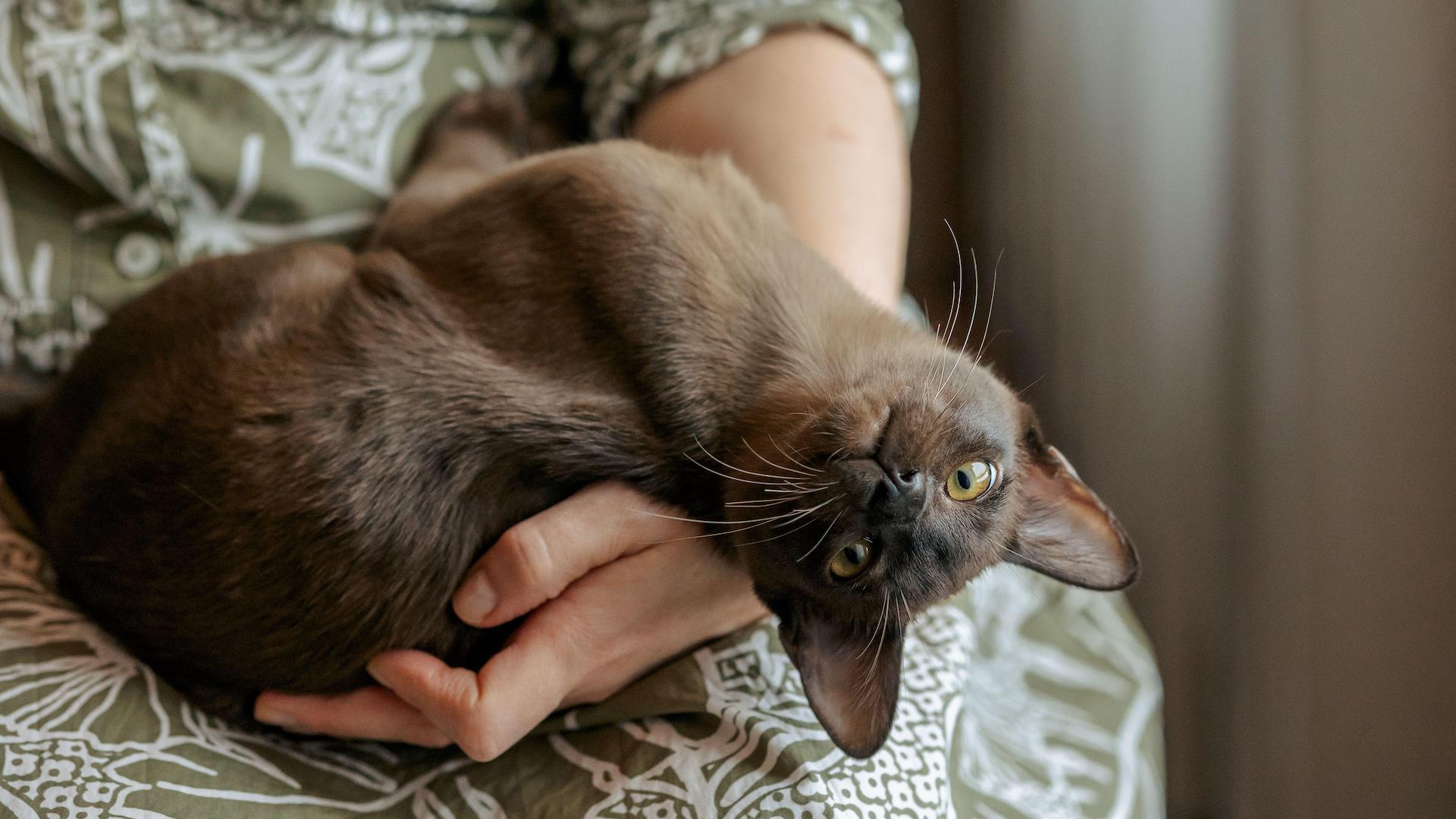Burmese cat on owner's lap