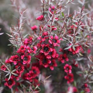 Red damask