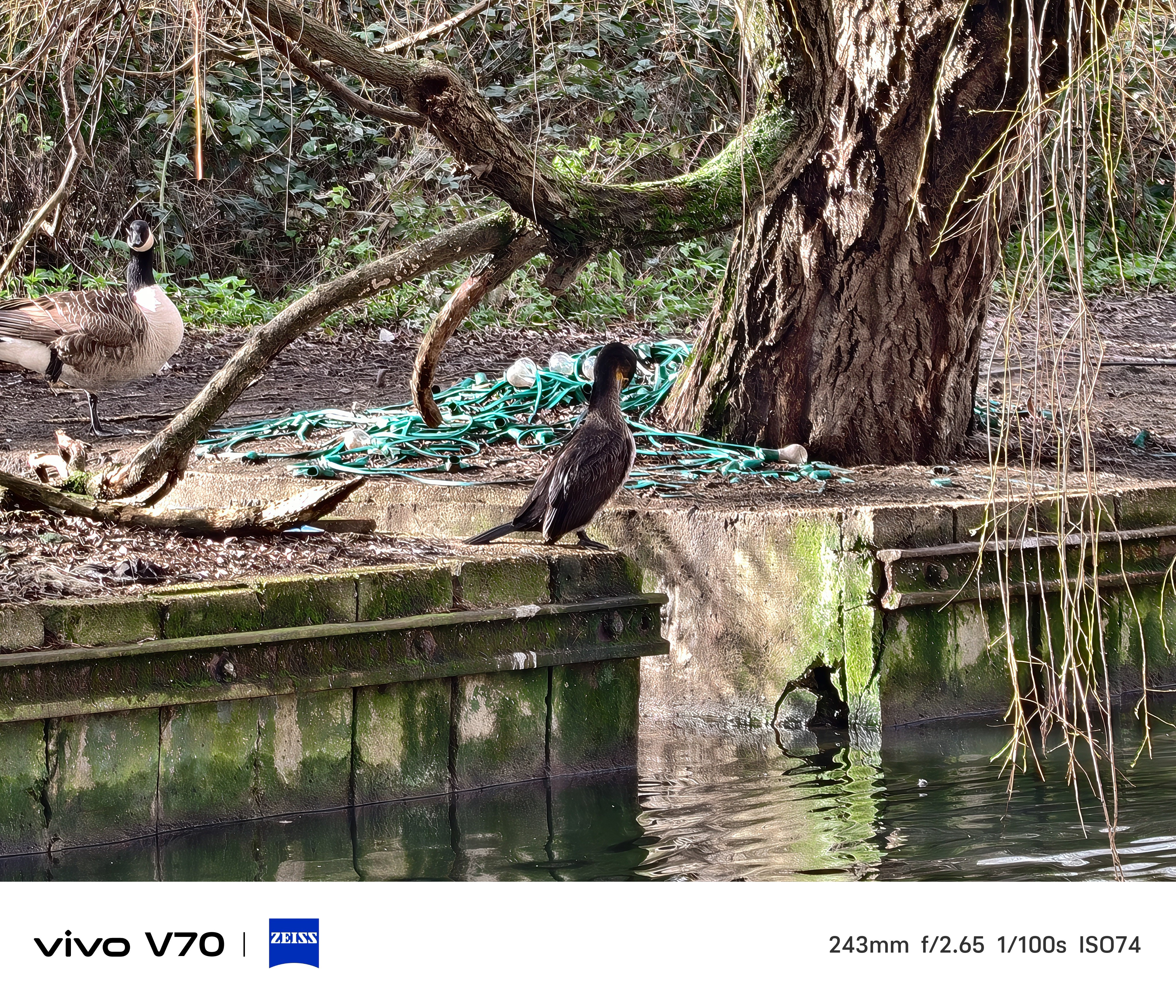Close-up telephoto of cormorant standing on mossy canal wall beside coiled green rope lights.