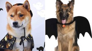 halloween dog costumes