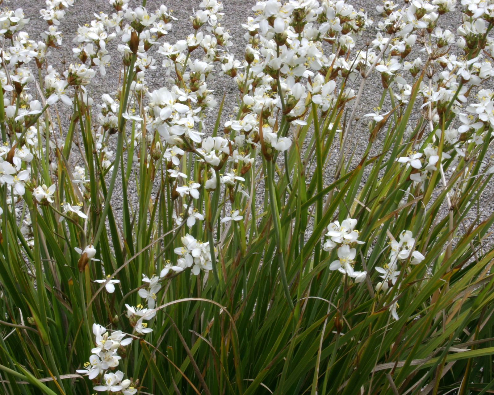 Best plants for fence line 13 ways to add interest to backyard boundaries Gardeningetc